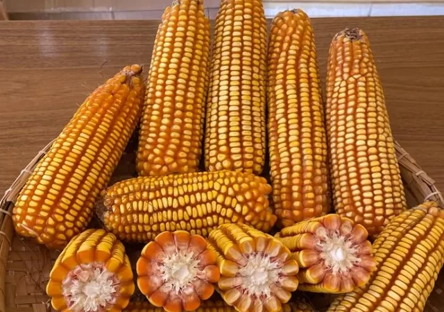 Milho e sorgo: novas cultivares com potencial produtivo elevado chegam ao mercado