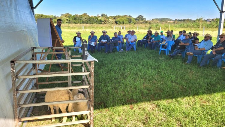 Criação de ovelhas diversifica atividade agropecuária em MS