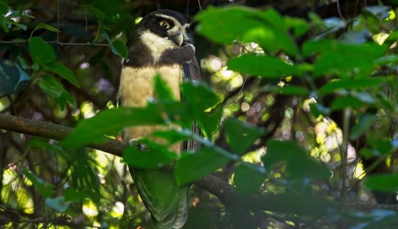 Grupo que registra aves em Dourados é surpreendido ao encontrar espécie de coruja rara