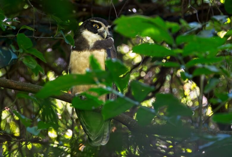 Grupo que registra aves em Dourados é surpreendido ao encontrar espécie de coruja rara