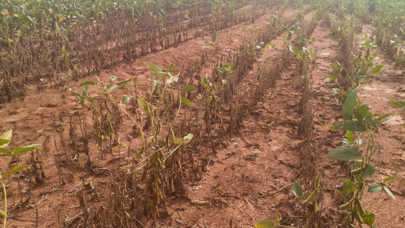 Vazio sanitário começa nesta quinta-feira em Mato Grosso do Sul