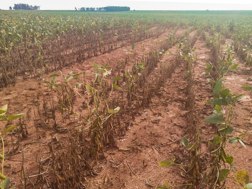 Vazio sanitário começa nesta quinta-feira em Mato Grosso do Sul