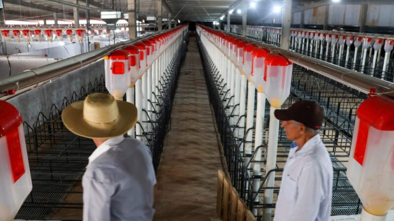 Granja reforça cadeia produtiva e aposta no sustentável em MS
