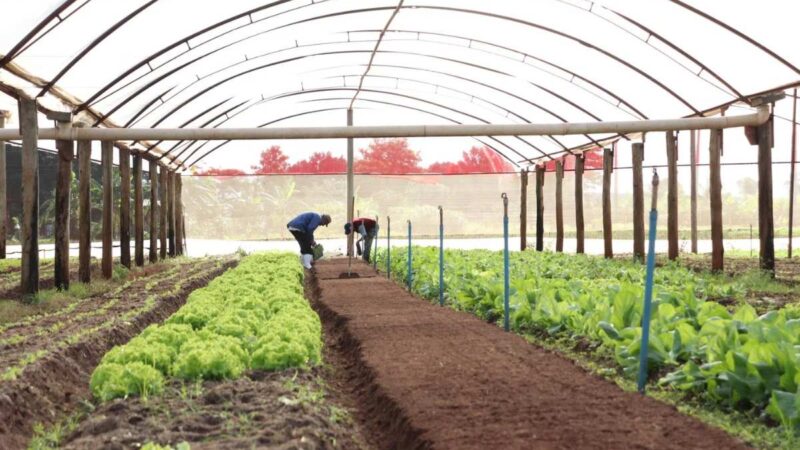 Plano Safra Familiar pode destinar R$ 400 milhões para agricultores em Mato Grosso do Sul