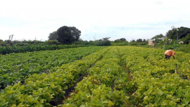 MDA lança programa de gestão para cooperativas da agricultura familiar