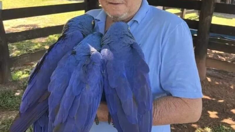 Após vídeo de idoso abraçando araras viralizar, Ibama multa empresário por usar aves como atrativo turístico em Bonito