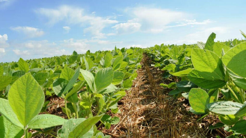 Fim do vazio sanitário permite cultivo de soja em MS