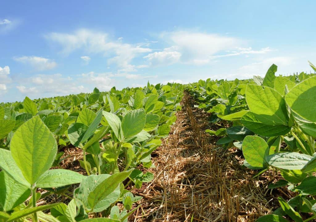 Fim do vazio sanitário permite cultivo de soja em MS