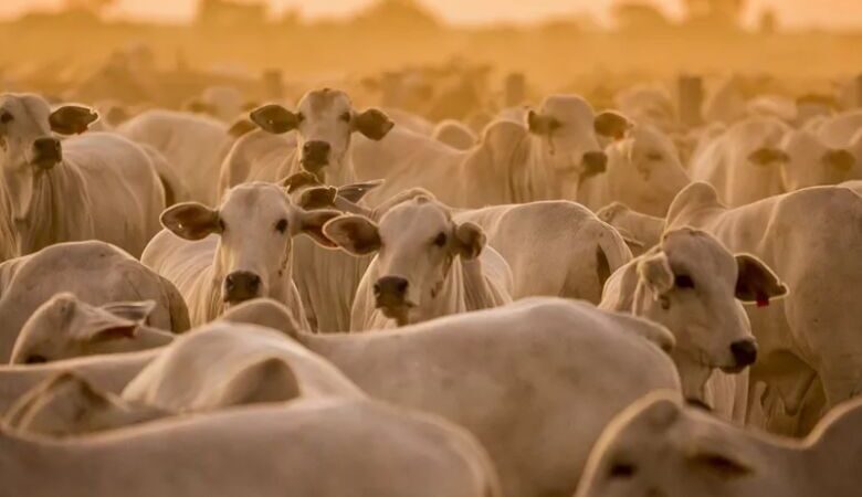 Confira como iniciam os preços do agronegócio nesta quarta em Dourados