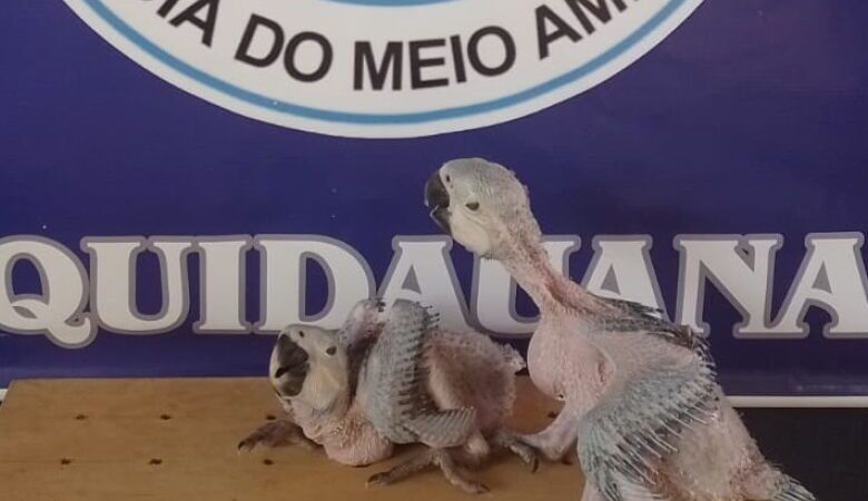 Após arara-azul morrer, filhotes são resgatados em propriedade rural