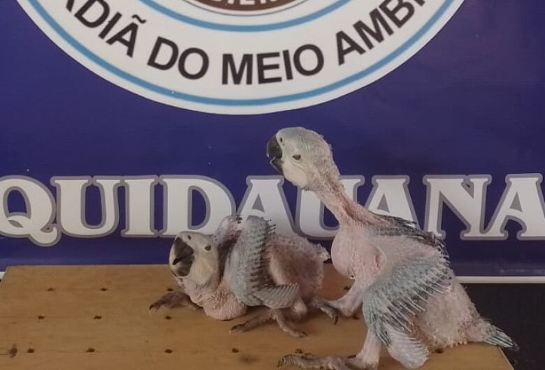 Após arara-azul morrer, filhotes são resgatados em propriedade rural