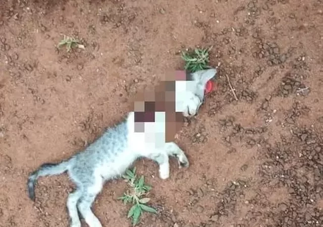 Alterado, homem ameaça esposa e ainda dá ‘facãozada’ em gatinho
