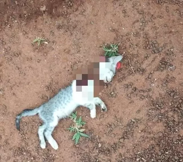 Alterado, homem ameaça esposa e ainda dá ‘facãozada’ em gatinho