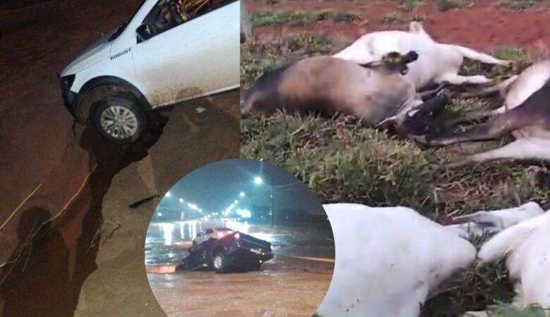 Raio atinge propriedade rural e mata 12 vacas prenhas em cidade de MS