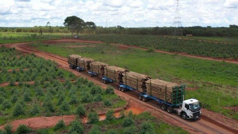 Suzano oferta R$ 1,8 bilhão por 70 mil hectares em Mato Grosso do Sul