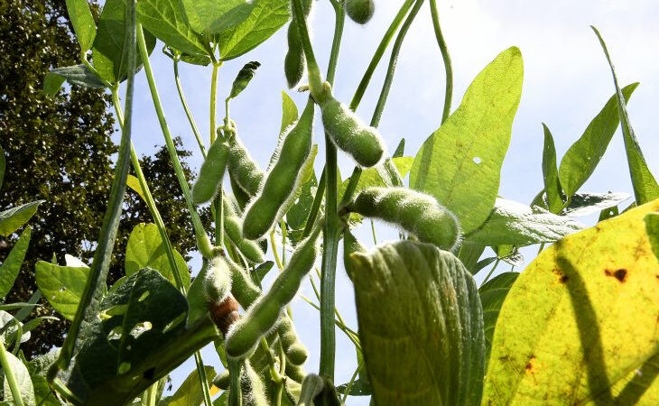 Estado tem novo prazo para plantio de soja neste final de ano