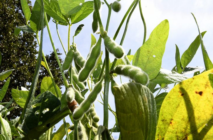 Estado tem novo prazo para plantio de soja neste final de ano