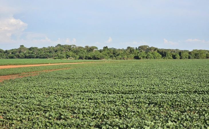 Plantio da safra de soja é prorrogado até o dia 13 de janeiro em Mato Grosso do Sul