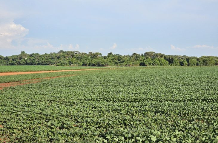 Plantio da safra de soja é prorrogado até o dia 13 de janeiro em Mato Grosso do Sul