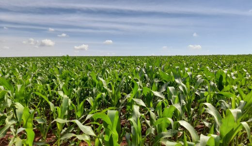 Estado deve produzir 11,4 milhões de toneladas de milho na 2ª safra