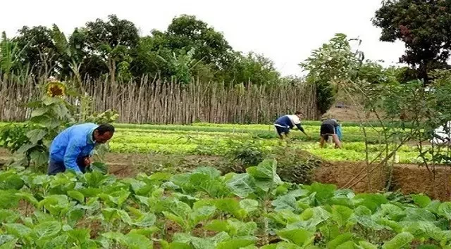 MS quer ser pioneiro em créditos de carbono para agricultura familiar