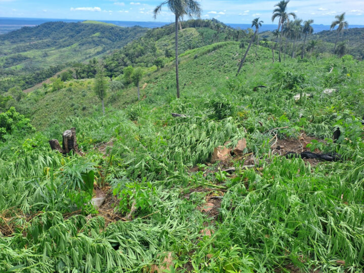 Ação destrói produção de maconha em fazendas do Paraguai; droga seria enviada ao Brasil