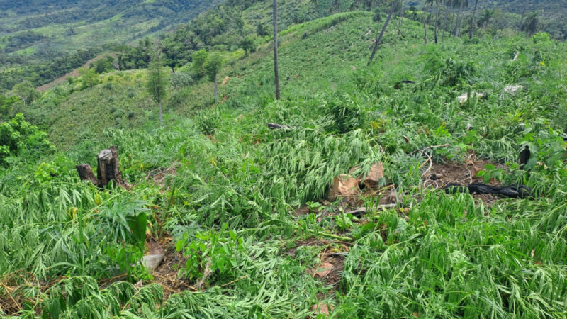 Ação destrói produção de maconha em fazendas do Paraguai; droga seria enviada ao Brasil