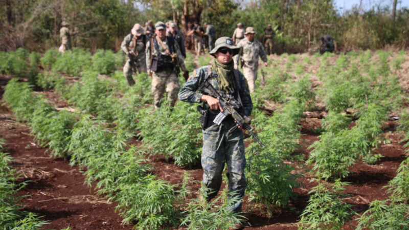 Senad e PF iniciam nova ofensiva contra lavouras de maconha na fronteira