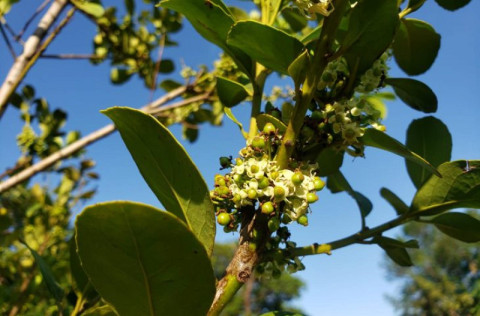 Agraer vai distribuir 60 mil mudas de erva-mate para pequenos produtores