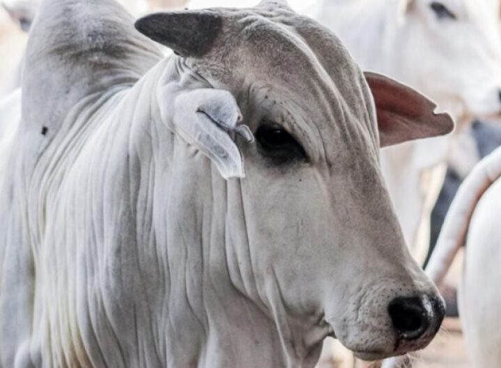 Exportações brasileiras de carne bovina sinalizam possível recorde mensal