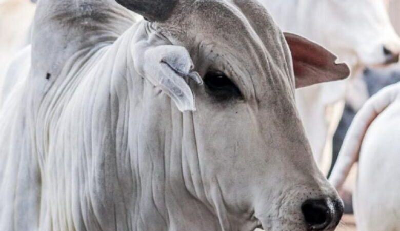 Exportações brasileiras de carne bovina sinalizam possível recorde mensal