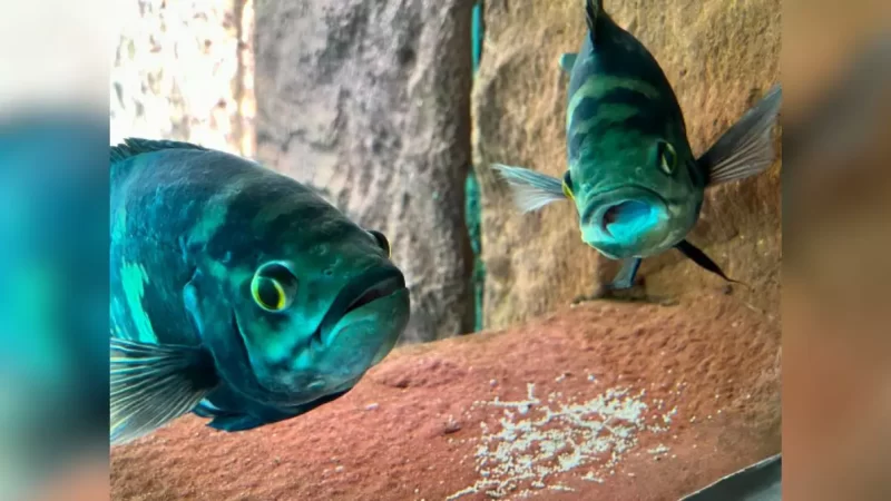 Peixes selvagens de Bioparque chamam atenção por característica bi: ‘é o ápice’