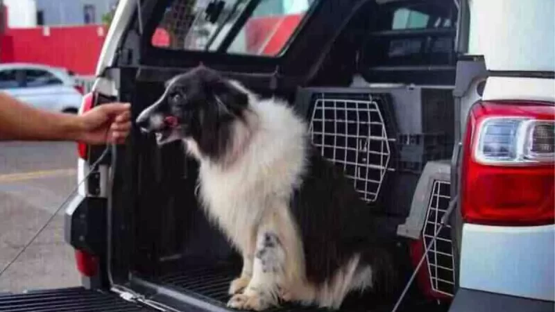 Agora é Lei: pet shops são obrigados a transportar animais em veículos climatizados em Campo Grande