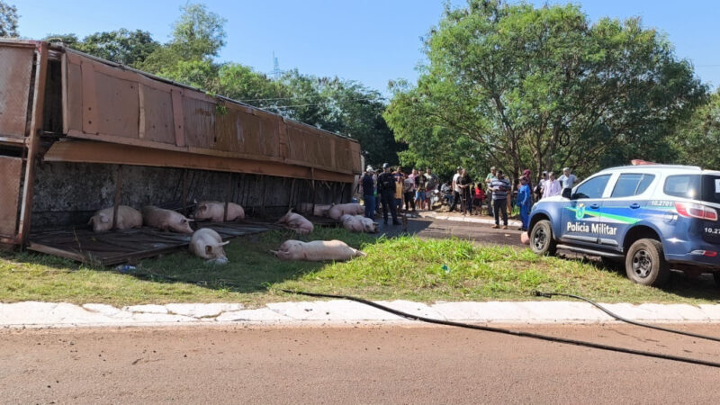 Ladrões que furtaram porcos podem pegar até 4 anos de prisão