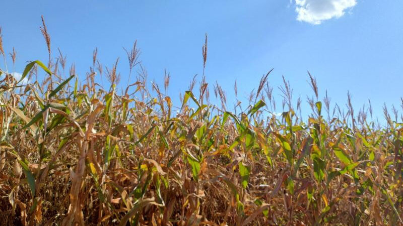 Chegada do inverno traz preocupação aos produtores de milho