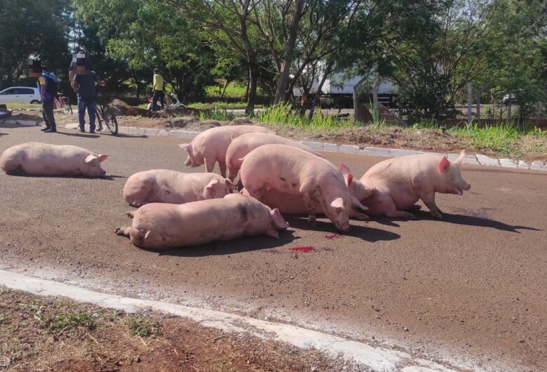 Polícia identifica e começa intimar suspeitos de saquear porcos durante a semana