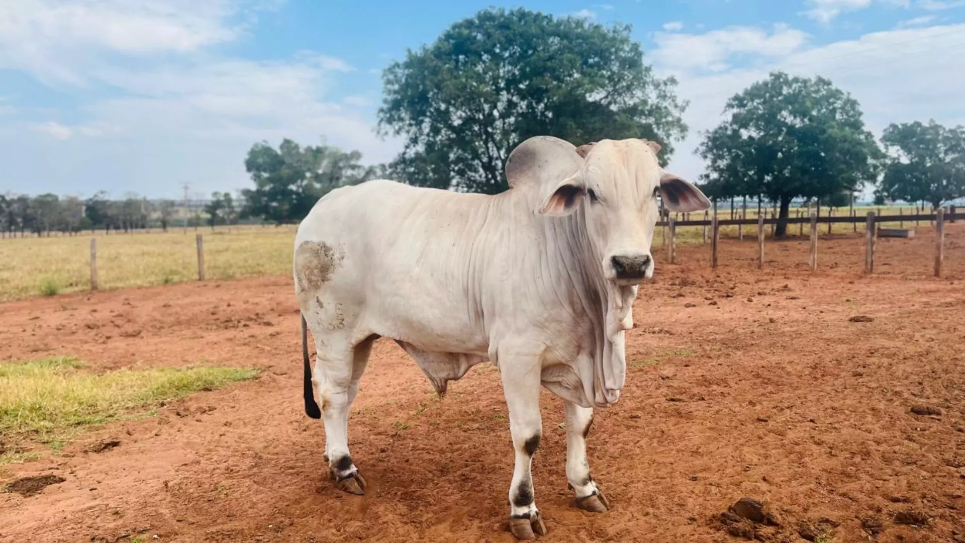 Com marmoreio e sabor mais intenso, gado nelore se torna o ‘terroir da carne’ em MS