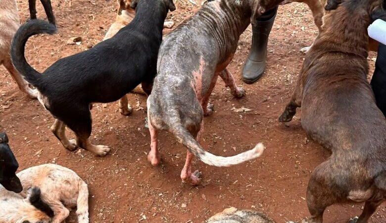 Responsáveis por ONG são presas por maus-tratos a animais