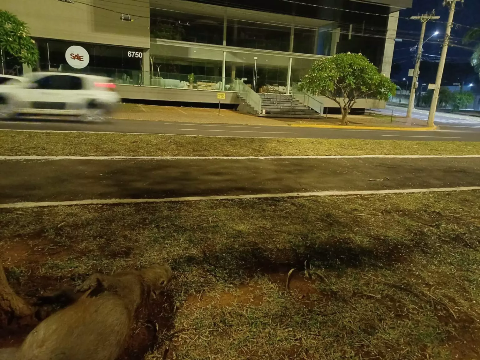 Caminhonete em alta velocidade atropela e mata capivara na Afonso Pena