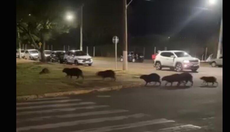 Vídeo: capivaras são flagradas ‘de rolê’ na rodoviária; PMA faz alerta sobre cuidados