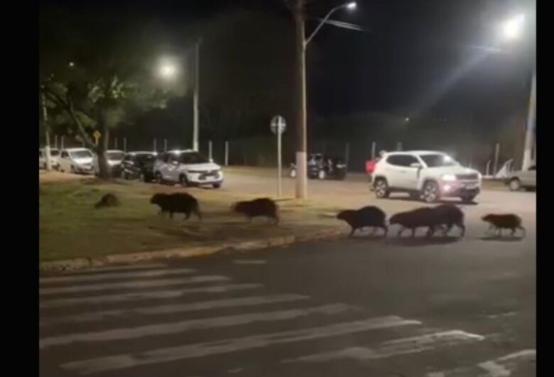 Vídeo: capivaras são flagradas ‘de rolê’ na rodoviária; PMA faz alerta sobre cuidados