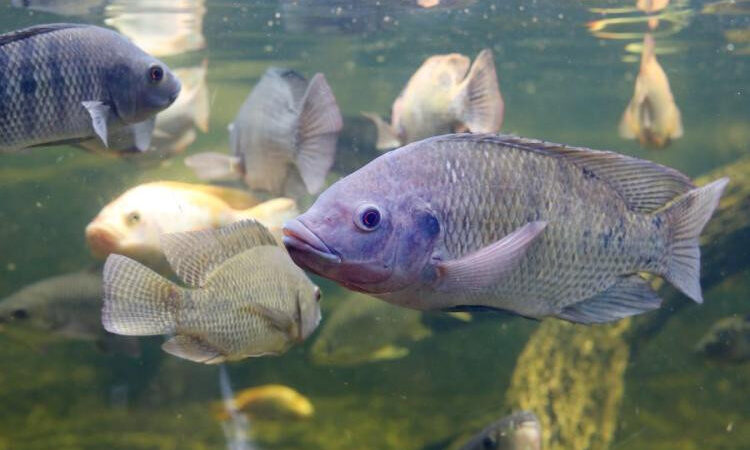 Mato Grosso do Sul é o 5º maior produtor de tilápia do país