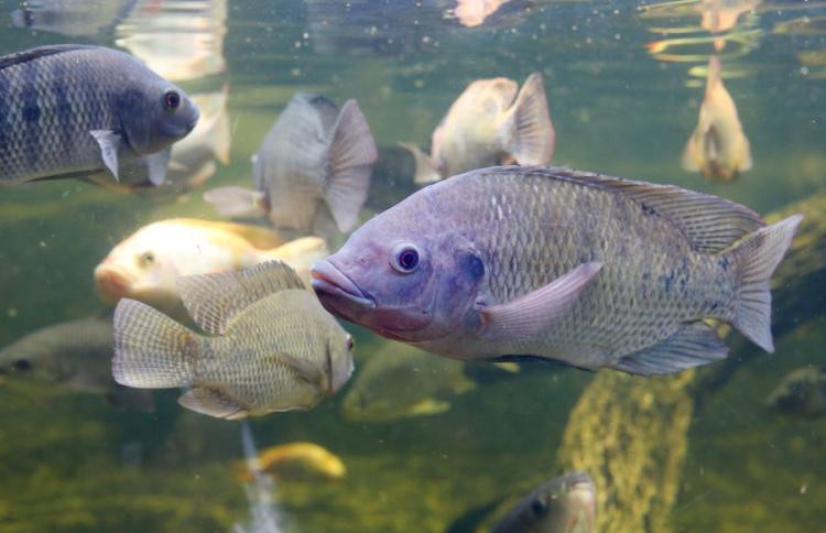 Mato Grosso do Sul é o 5º maior produtor de tilápia do país