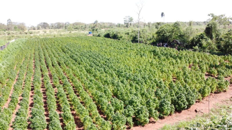 Maconha ‘premium’ produzida para o mercado brasileiro é destruída na fronteira