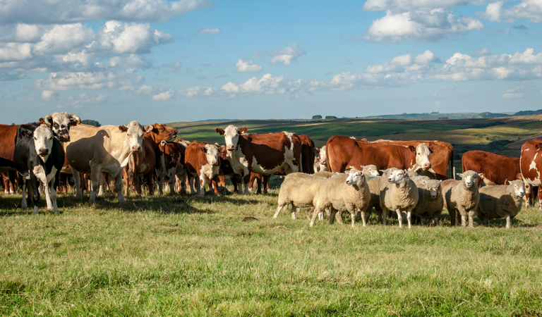 Carne bovina é produto pecuário de destaque nas exportações brasileiras