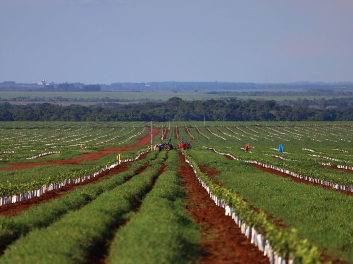 Com citricultura em expansão, produção de gigante do setor de laranja está em pleno vapor