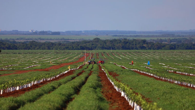 Com citricultura em expansão, produção de gigante do setor de laranja está em pleno vapor