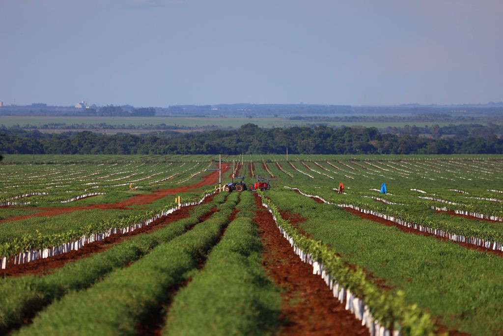 Com citricultura em expansão, produção de gigante do setor de laranja está em pleno vapor