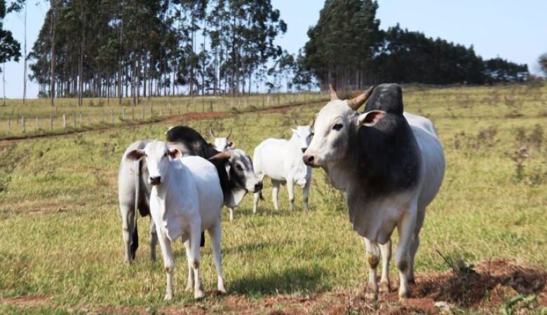 Pecuaristas devem atualizar cadastro de rebanhos até 30 de novembro