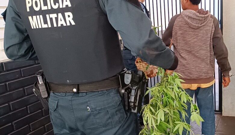 Polícia apreende três pés de maconha em Dourados e prende foragido da Justiça